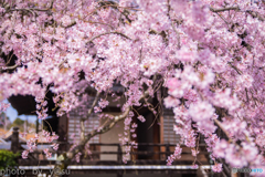 春の妙満寺