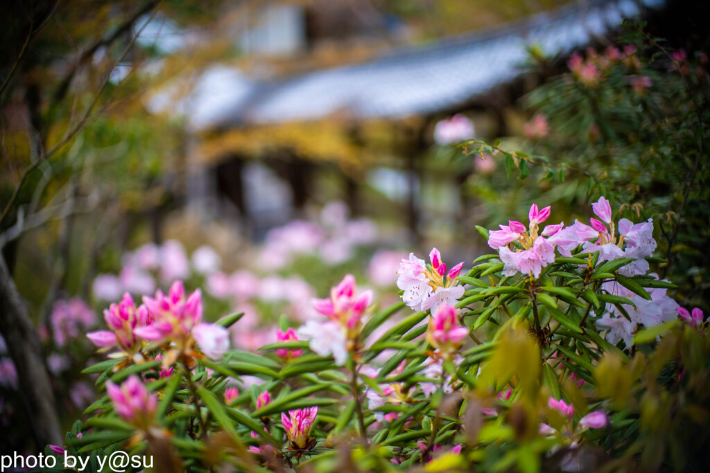 高台寺のしゃくなげ