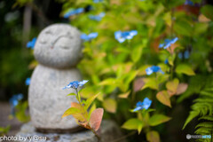 丹州観音寺の紫陽花②