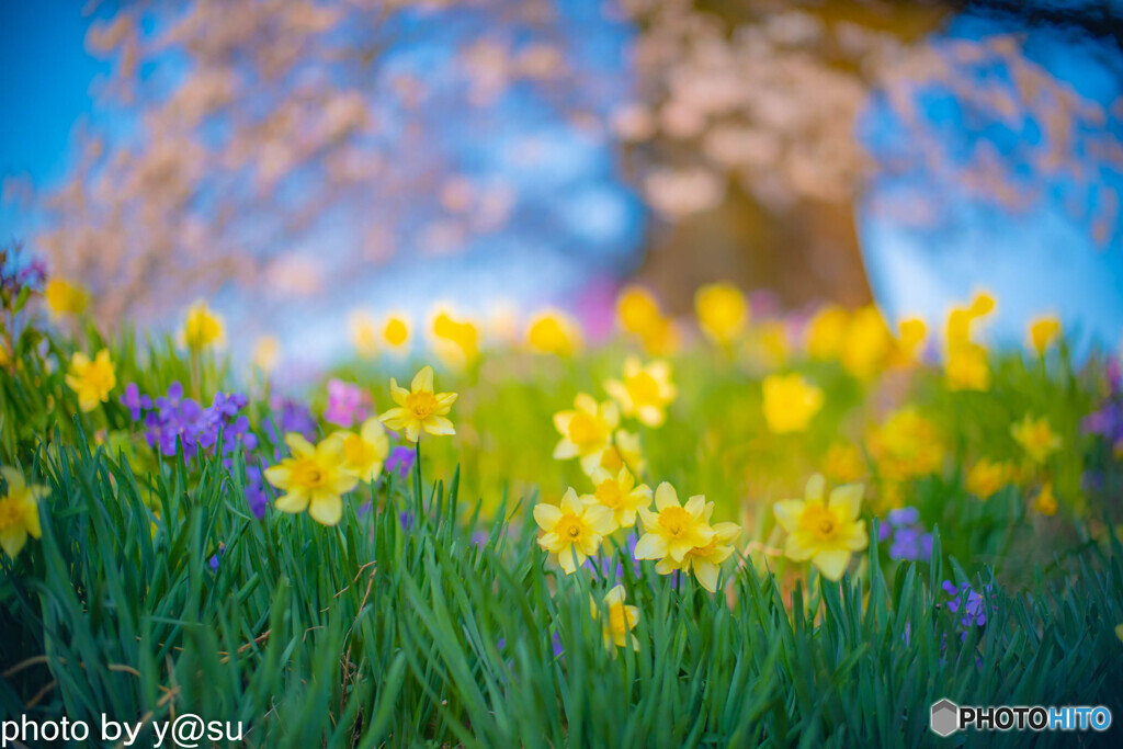 わに塚の桜①