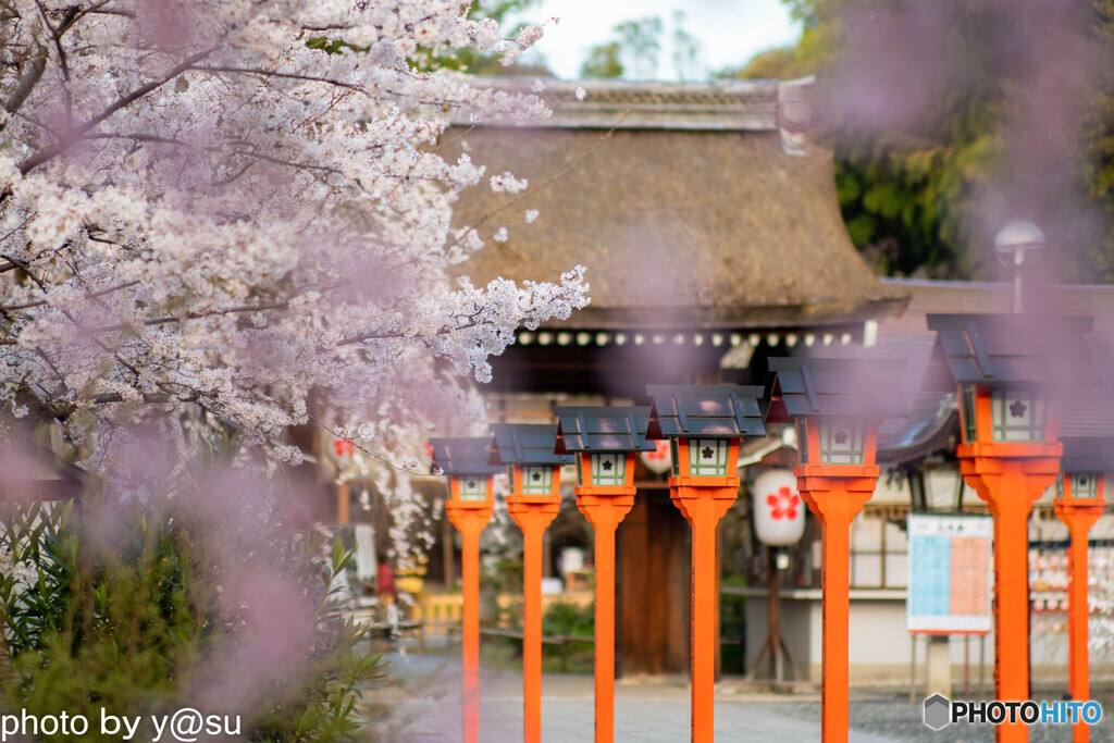 春の平野神社③