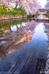 五条川の桜