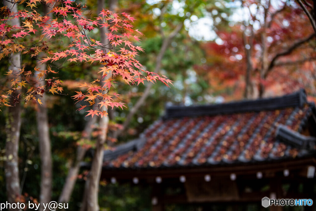 蓮華寺の紅葉③