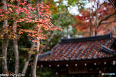 蓮華寺の紅葉③