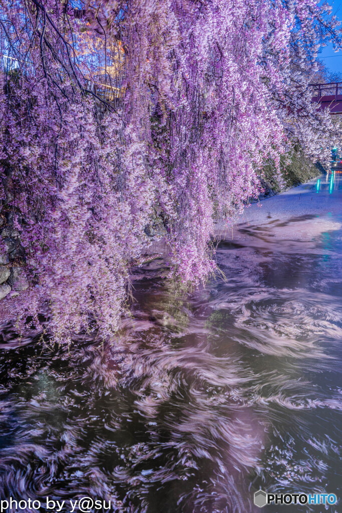 高島城址の花筏