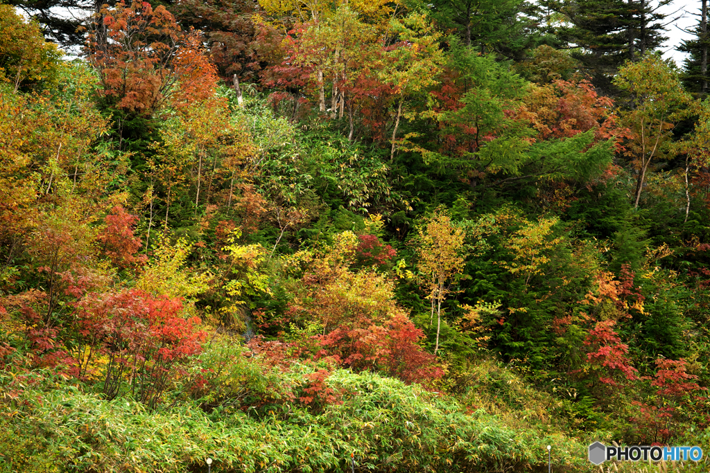 志賀高原の紅葉④