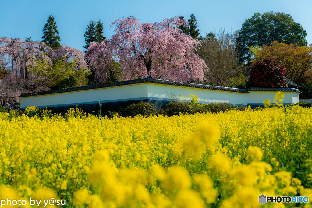 慈雲寺の桜①