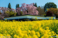 慈雲寺の桜①