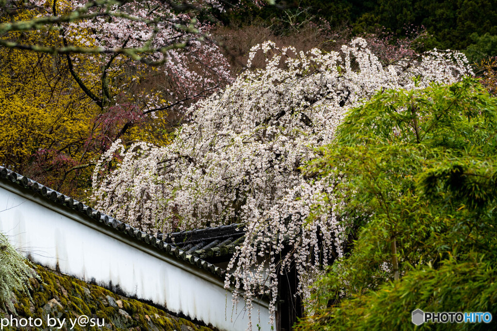 美しき春の長谷寺①
