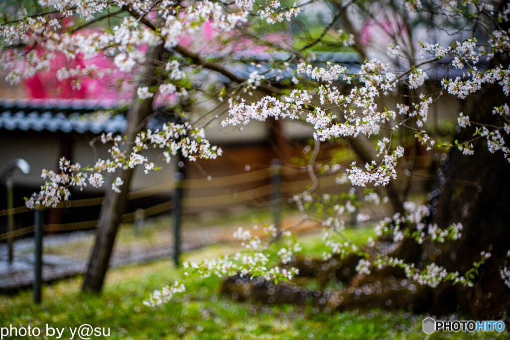 瑞龍寺の枝垂れ桜