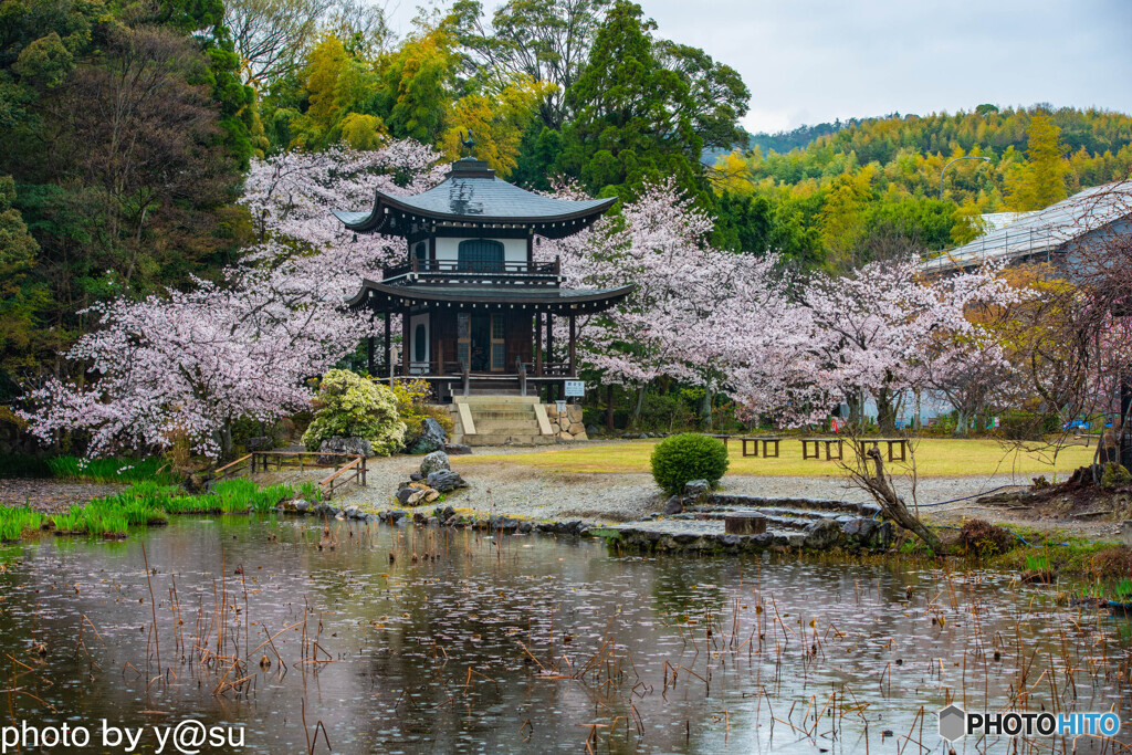 勧修寺の桜②