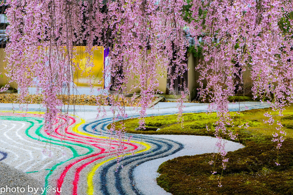 高台寺の枝垂れ桜とカラフルな庭園
