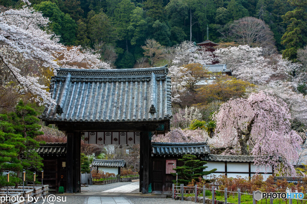 長谷寺の桜⑧