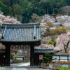 長谷寺の桜⑧