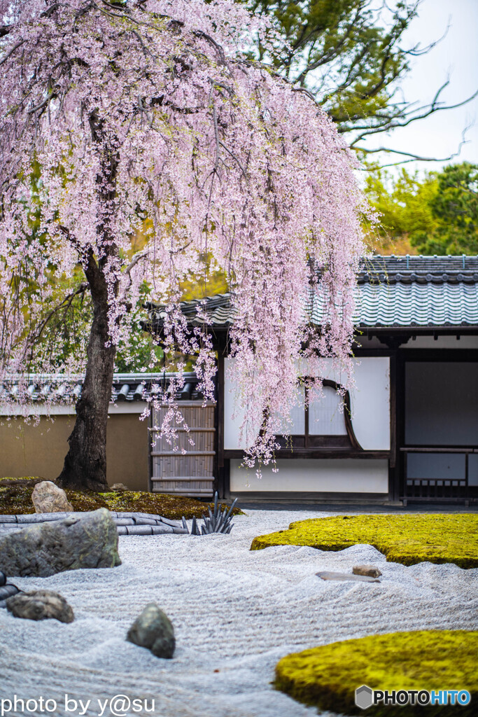 高台寺の桜③