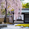 高台寺の桜③