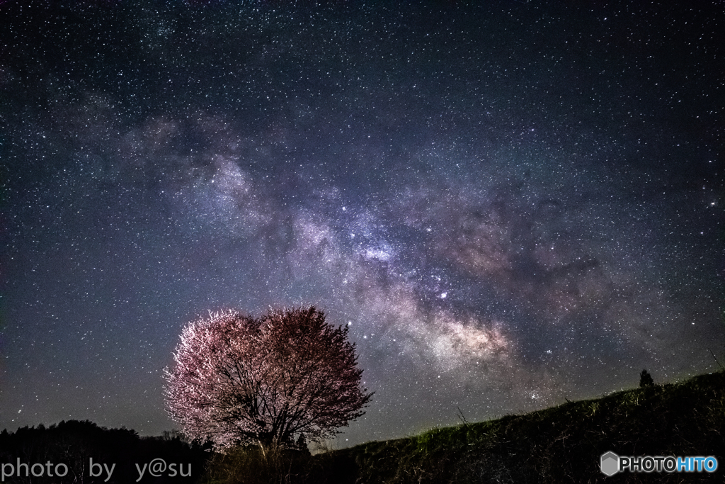 一本桜と夏の天の川