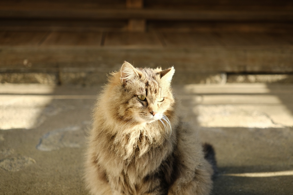 タヌキみたいな猫