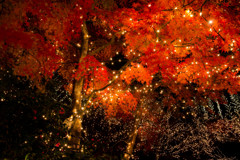 紅葉とイルミネーション