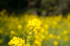 春の気配を感じる菜の花