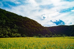 夏の風景