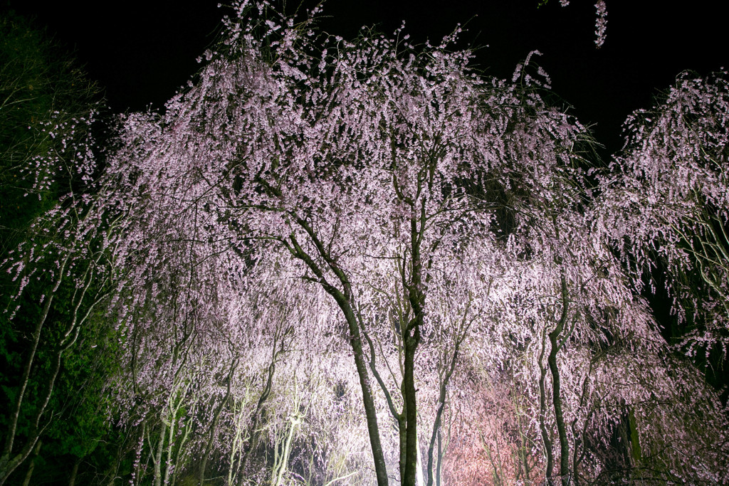 しだれ桜