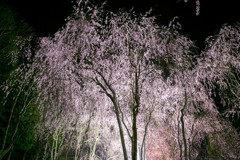 しだれ桜