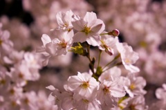 初桜