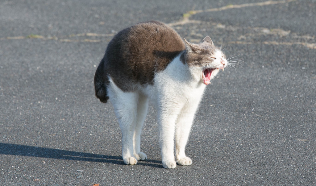 くわぁっ！