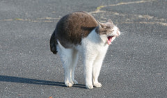 くわぁっ！