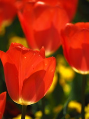 ぐんまフラワーパーク