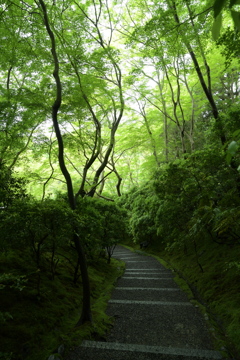 新緑の瑠璃光院６