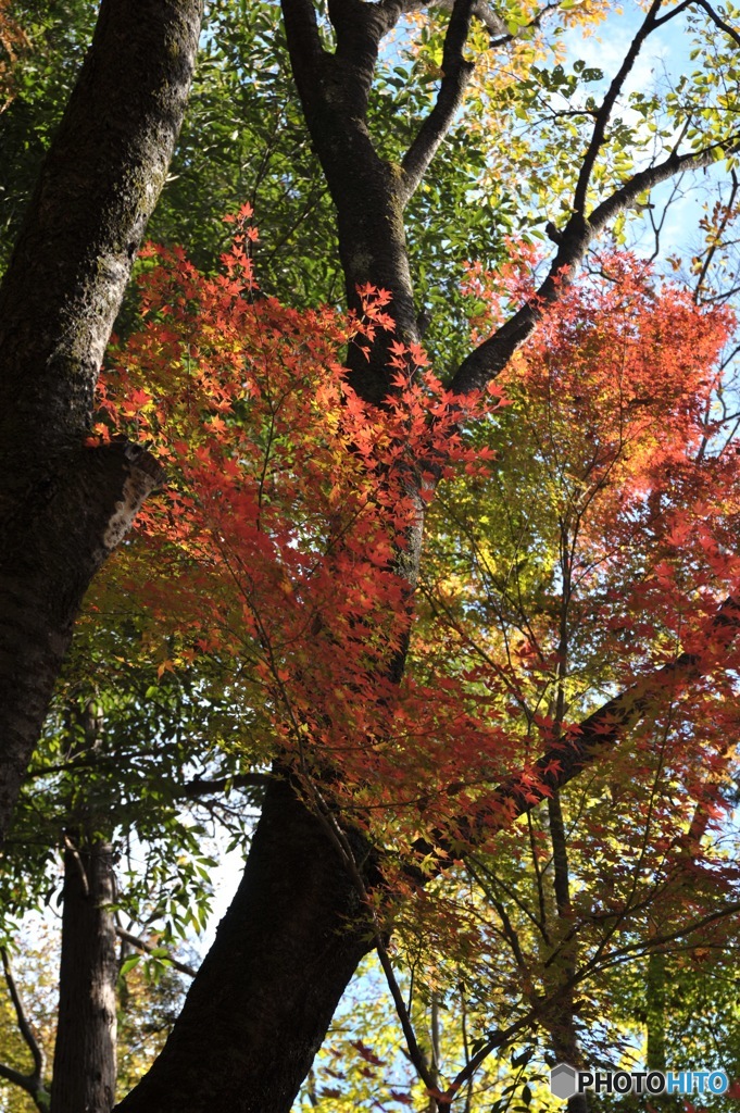 石神井公園の紅葉6