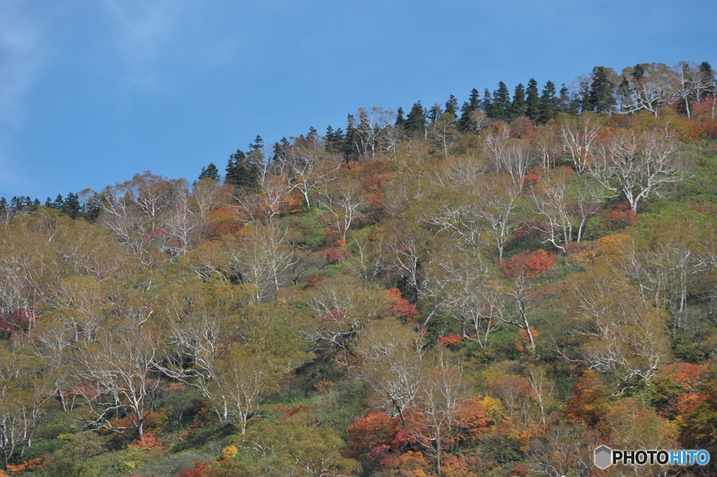 栂池自然園の紅葉1