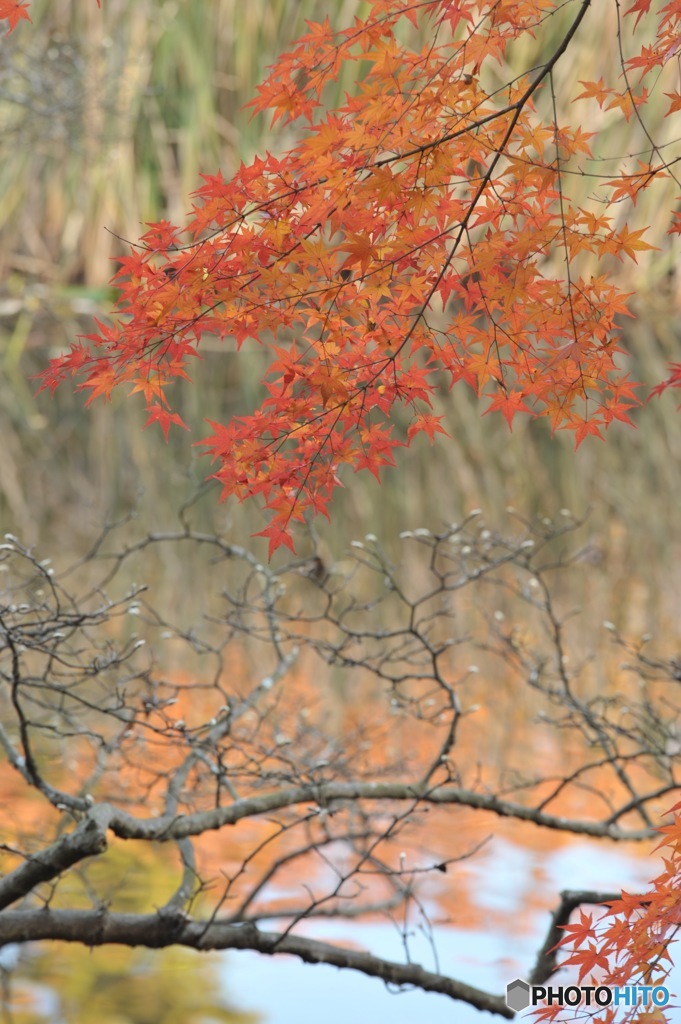 石神井公園の紅葉3