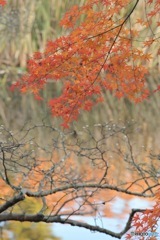 石神井公園の紅葉3