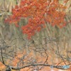 石神井公園の紅葉3