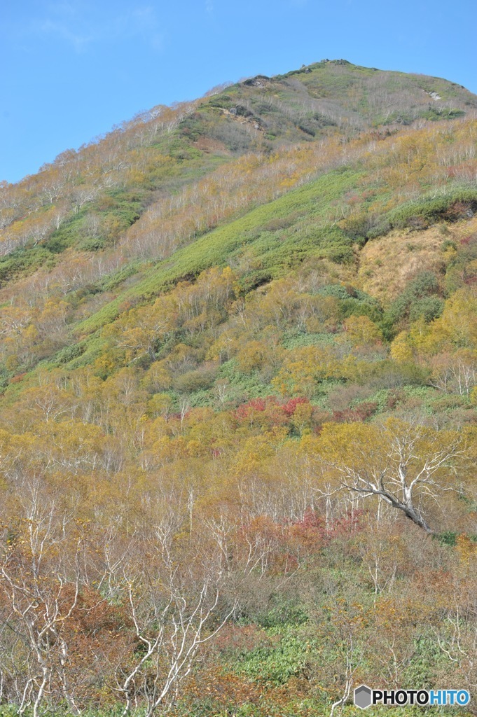 栂池自然園の紅葉7