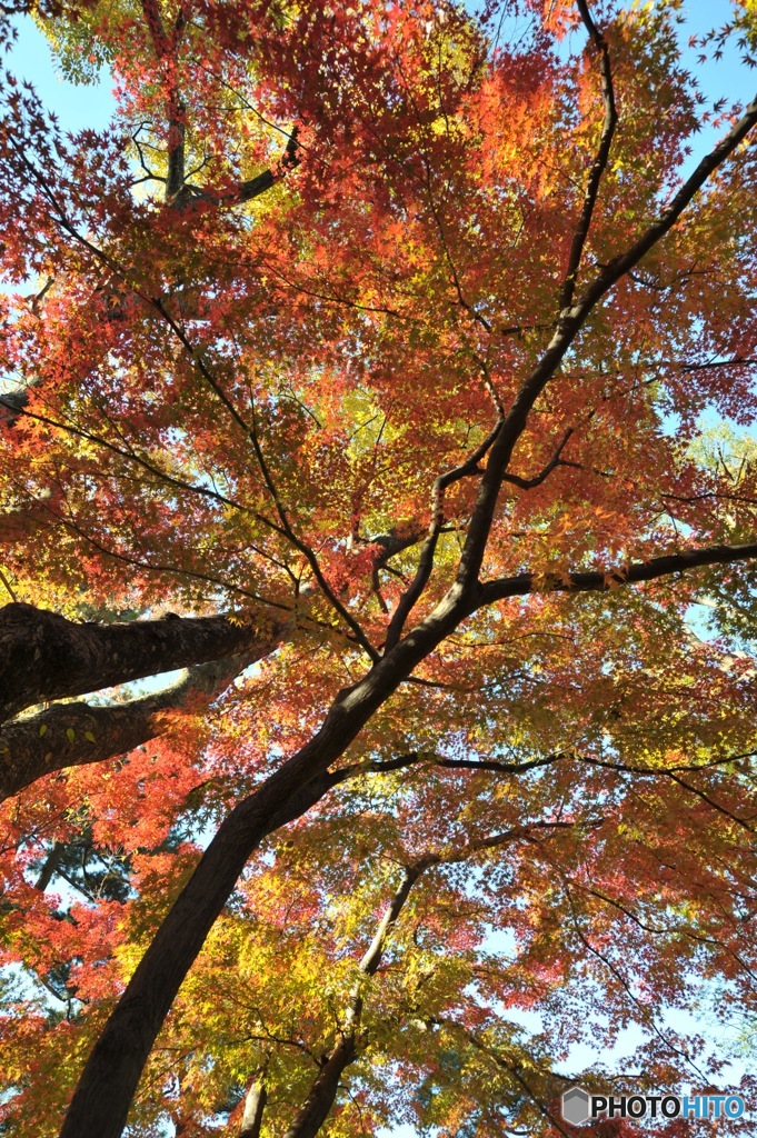 錦秋　大田黒公園の秋3