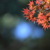 秋を切り取る3