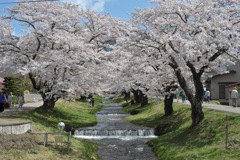 観音寺川の桜4