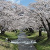 観音寺川の桜4