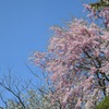 散りゆく桜を追いかけて8