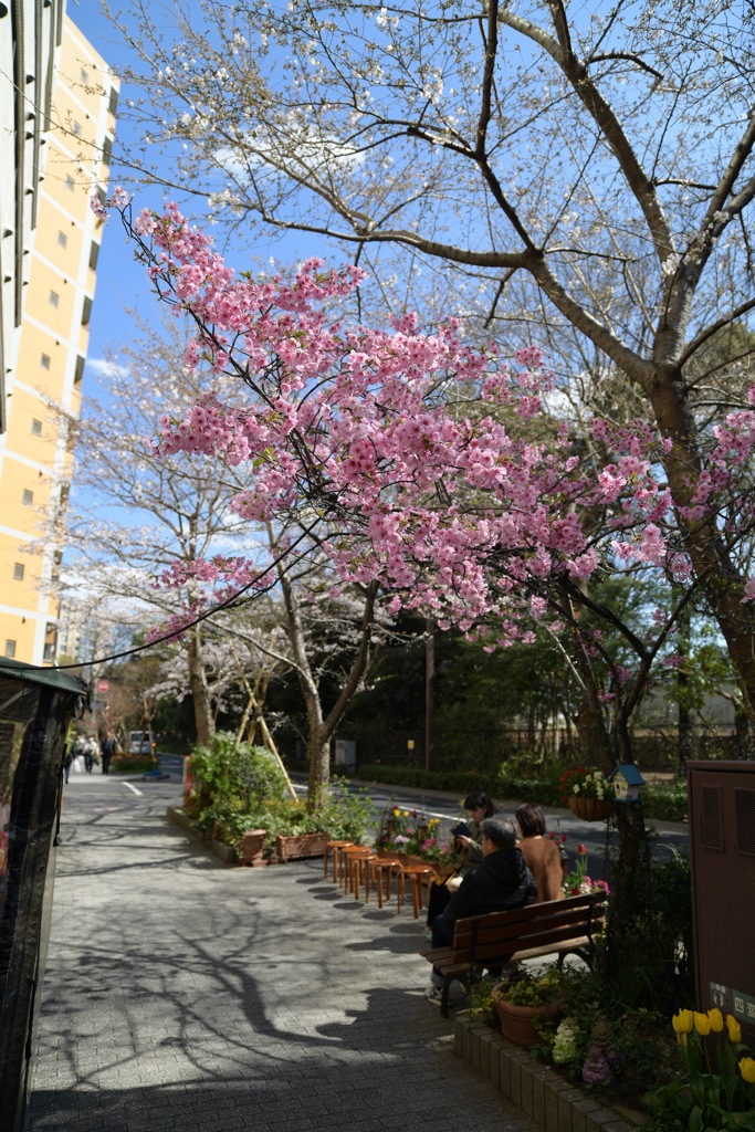 春の新宿御苑1