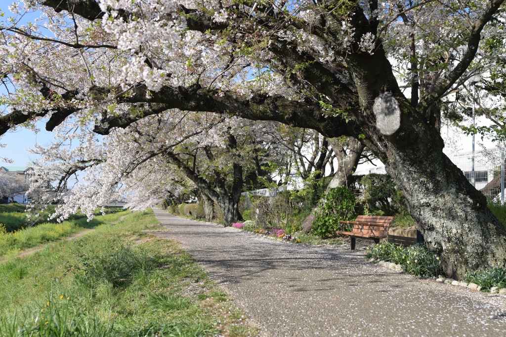 散りゆく桜を追いかけて2