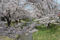 観音寺川の桜2