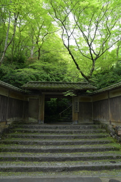 新緑の瑠璃光院２