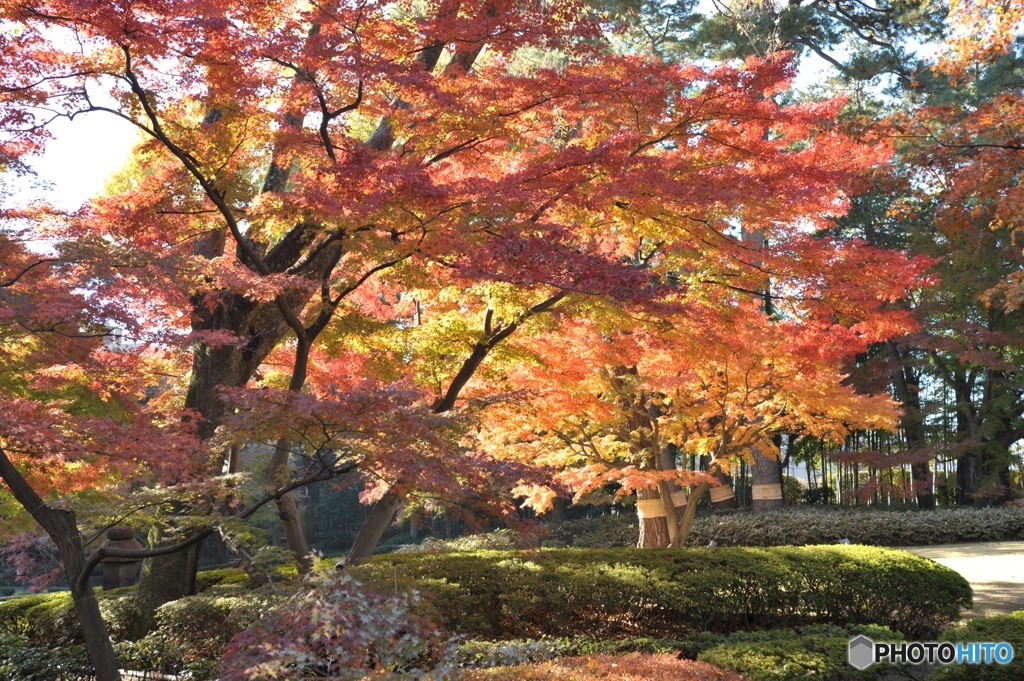 錦秋　大田黒公園の秋1