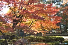 錦秋　大田黒公園の秋1
