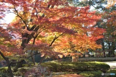 錦秋　大田黒公園の秋1